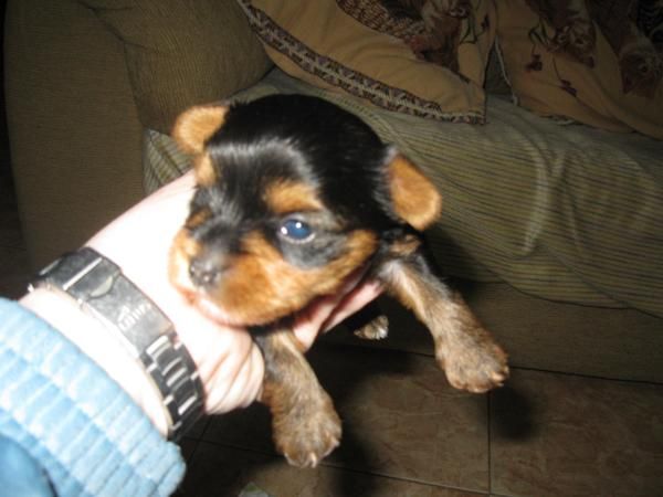 yorkshire terrier (Talavera de la Reina)yorkshire ter