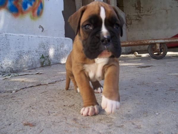 cachorros boxer