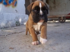 cachorros boxer - mejor precio | unprecio.es