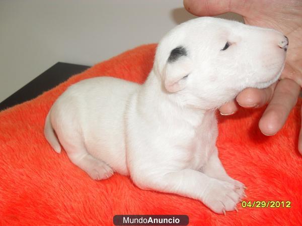 CACHORROS BULLTERRIER CON PEDIGRI LOE!!!