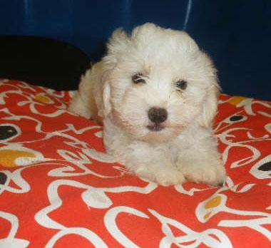 Cachorros de Bichon maltes, pura raza y económicos