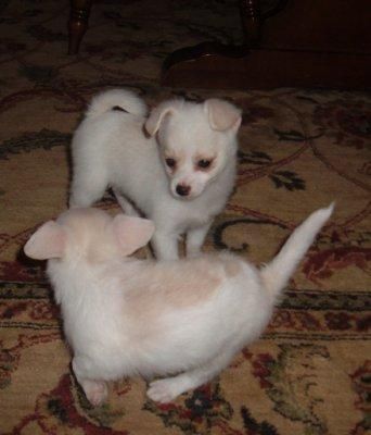 dos cariñosa Chihuahuaa cachorross para su aprobaciónn (macho y hembra)