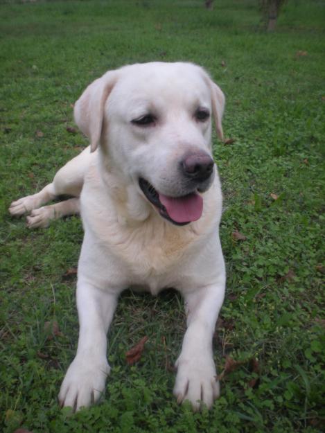 labrador retriever   campeon de españa   disponible para montas