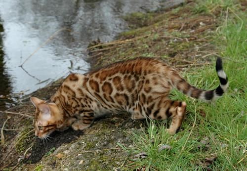 lindo gatitos persa para un buen hogar