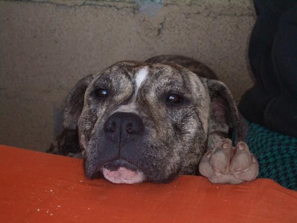 PERDIDO,PITBULL HEMBRA ATIGRADA ,IMPORTANTE PERSONA ENFERMA