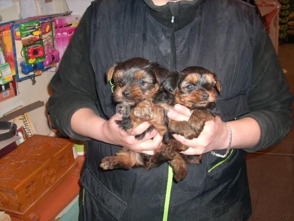 REGALO YORKSHIRE TERRIER   140