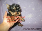 yorkshire terrier toy - mejor precio | unprecio.es