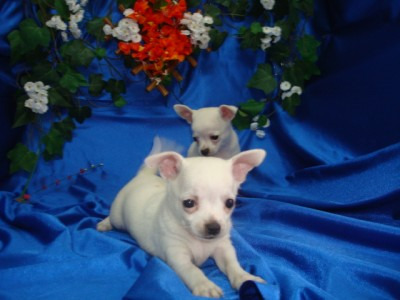 Cachorros de chihuahua con pedigree