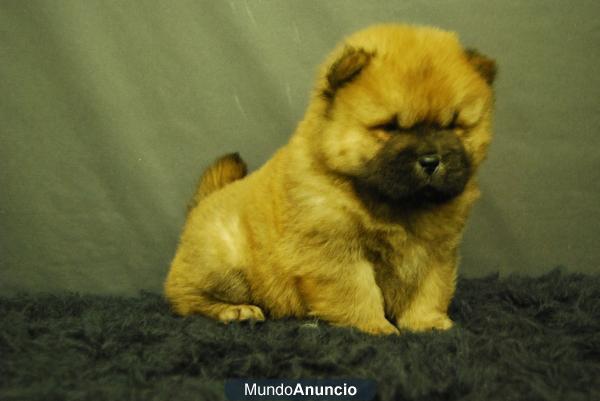 CHOW CHOW , MACHOS Y HEMBRAS CALIDAD, DOS MESES