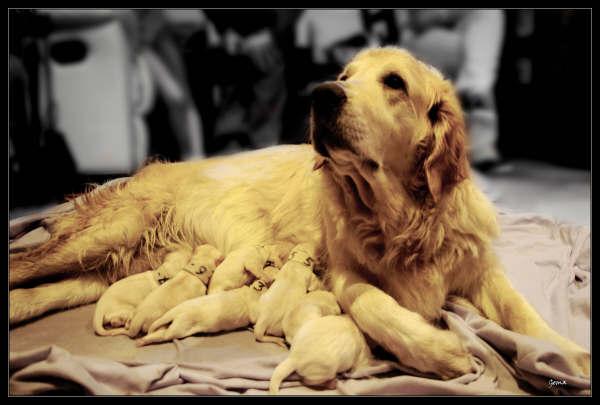 ESPECTACULAR CAMADA GOLDEN RETRIEVER