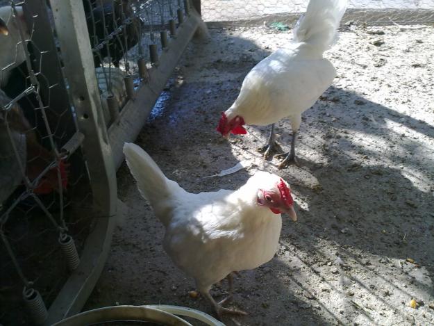 gallinas enanas blancas