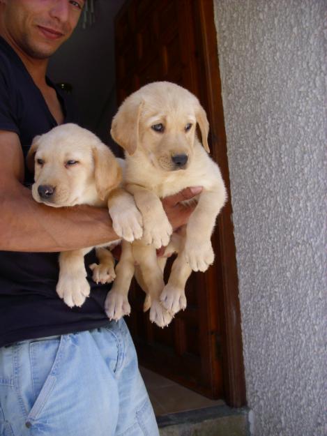 labradores preciosos