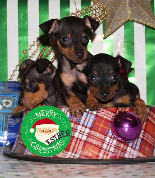 Mini Pincher, los mejores cachorros