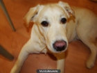 Perro Labrador dorado para monta con pedigree - mejor precio | unprecio.es