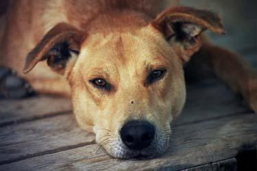 Perro tamaño grande busca hogar!