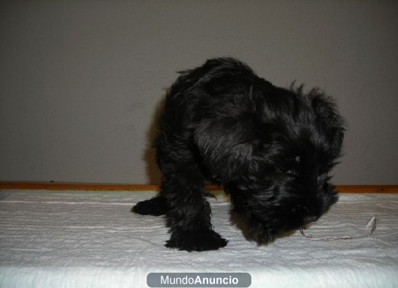 schnauzer  MIni Negros Pedigree