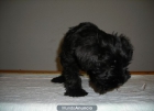 schnauzer MIni Negros Pedigree - mejor precio | unprecio.es