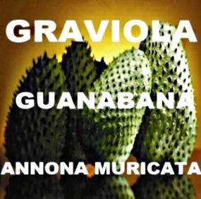 GRAVIOLA - GUANÁBANA: ¡10.000 VECES MÁS POTENTE QUE LA QUIMIOTERAPIA Y 100% NATURAL