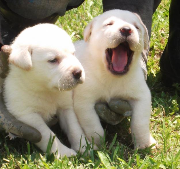 a la venta cachorros de labrador retriever pura raza nacionales