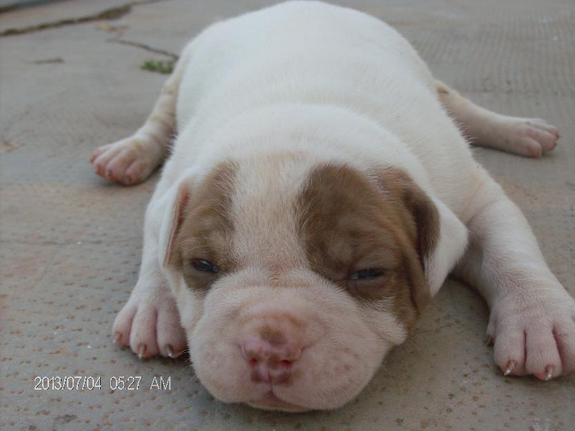 Cachorros de Bulldog americano con pedigree