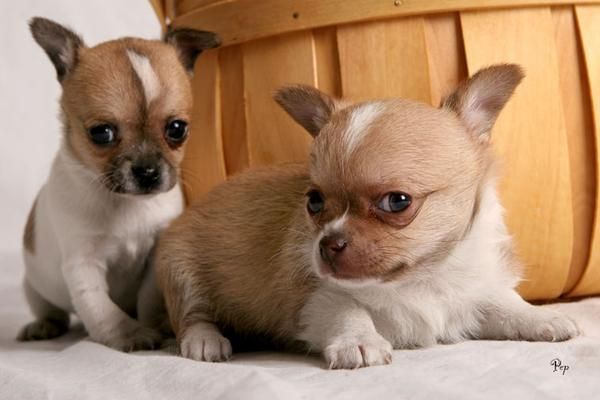 Cachorros de chihuahua para regalo