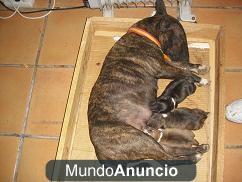 EXC. CAMADA BULL TERRIER MINIATURA MULTI CH