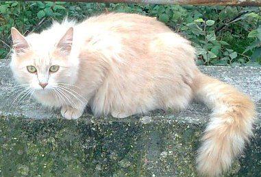 Newton, gato naranja cruce de persa en adopción