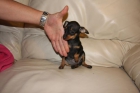 Pinscher Toy Malaga - mejor precio | unprecio.es