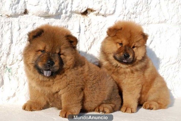 Vendo cachorritos de Choe Chow