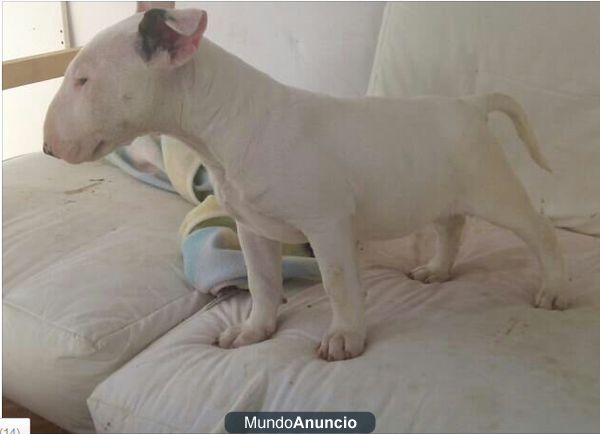 Vendo cachorro de BULLTERRIER. pedigree