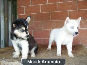 regalo Cachorros magnífico husky siberiano