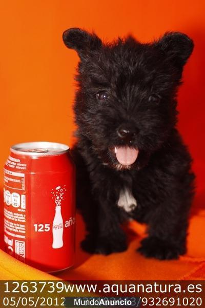 *SCOTTISH TERRIER - CACHORROS -  GARANTÍA AQUANATURA  - TIENDA EN BARCELONA – VENTA - CRIADERO Camada preciosa de Scotti