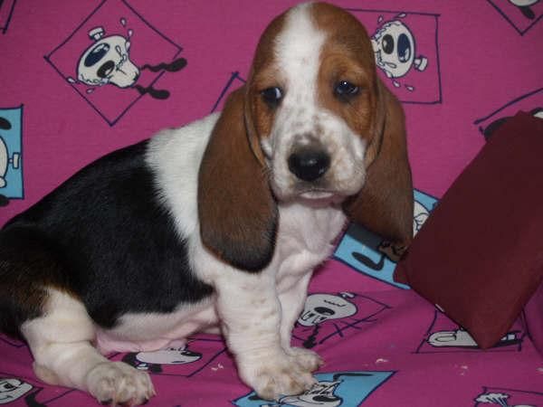 Cachorros Basset Hound 75e