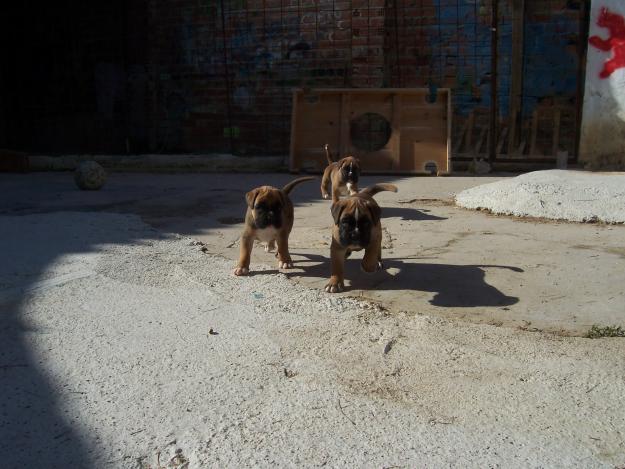 Cachorros de raza Boxer