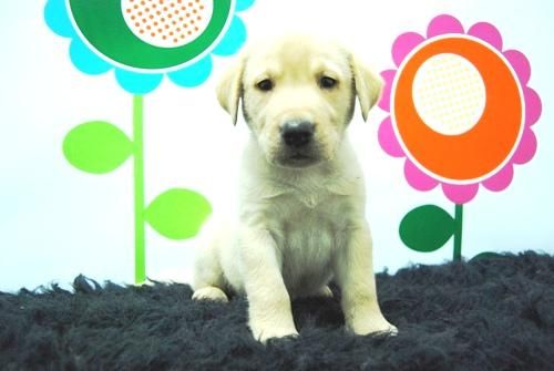 Labrador En su Maxima Expresion - Cachorros en Venta con 2 meses