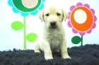 Labrador En su Maxima Expresion - Cachorros en Venta con 2 meses - mejor precio | unprecio.es