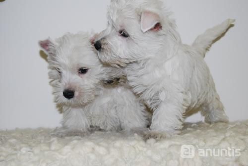 luno y tom ya han tenido cachorrines¡¡¡ westy preciosos¡¡