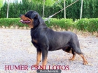 rottweiler - mejor precio | unprecio.es