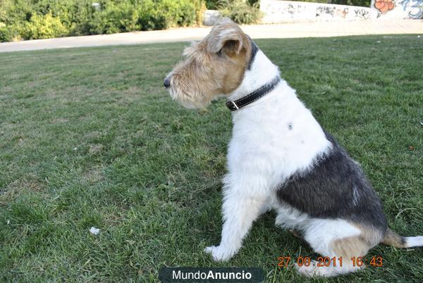 se ofrece FOX TERRIER para montas