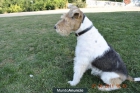 se ofrece FOX TERRIER para montas - mejor precio | unprecio.es