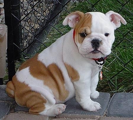 Ultimos 2 Bulldogs Ingleses150eur