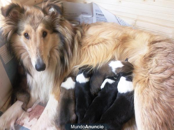 Vendo camada de Rough Collie