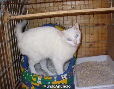 GATITO BLANCO ALBINO EN ADOPCIÓN!