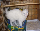 GATITO BLANCO ALBINO EN ADOPCIÓN! - mejor precio | unprecio.es