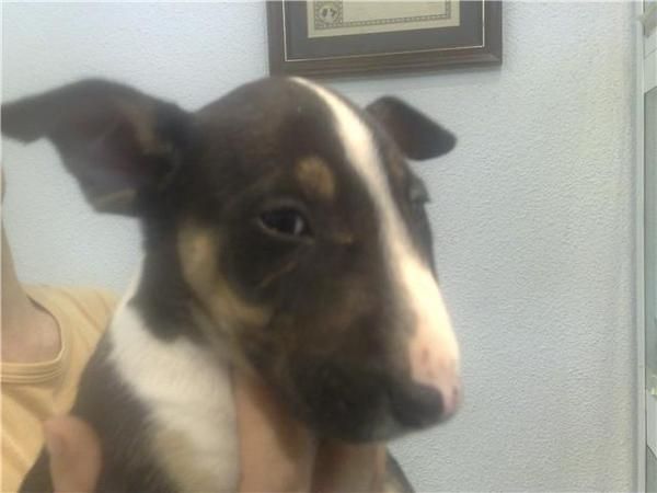 bullterrier miniatura, con dos meses, tricolor, hembra,como una lata de cocacola.