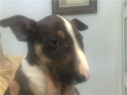 bullterrier miniatura, con dos meses, tricolor, hembra,como una lata - mejor precio | unprecio.es