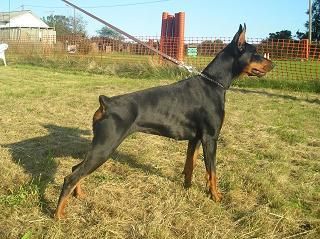 Cachorros dobermann