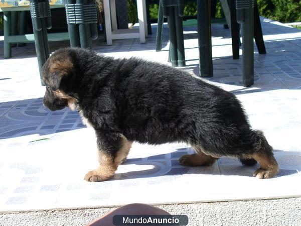 CACHORROS TUDELCAN