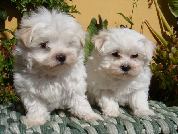 Disponemos de camadas de Bichon Maltes, Yorkshires, Westeis.