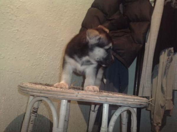 pastor aleman / husky ultima cachorra 60